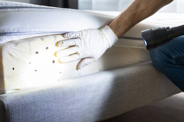 Best Ant Control Services  in Levittown, NY