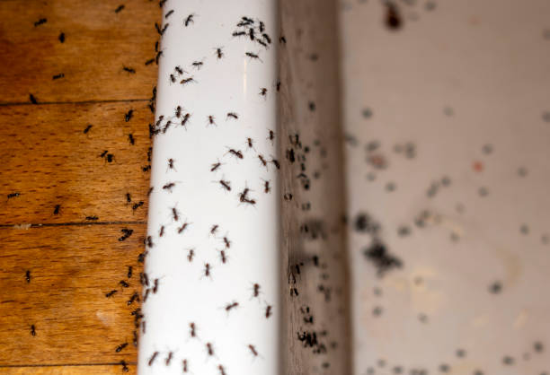 Best Ant Control Services  in Levittown, NY