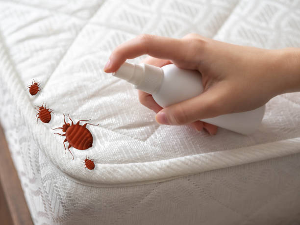 Best Spider Control Near Me  in Levittown, NY