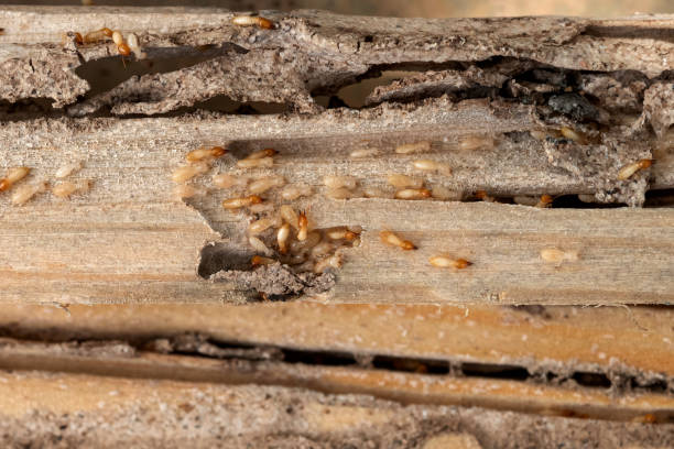 Best Termite Control Services  in Levittown, NY